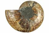 Cut & Polished Ammonite Fossil (Half) - Madagascar #308630-1